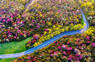 贵州省毕节百里杜鹃