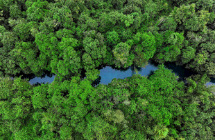 贵州省黔南小七孔水中林