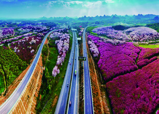 贵州省平坝樱花