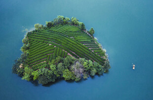 贵州省遵义市湄潭县茶园
