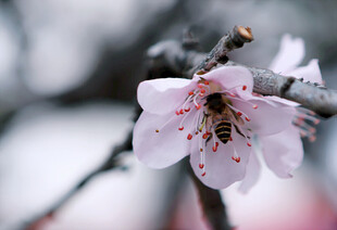 蜜蜂采蜜