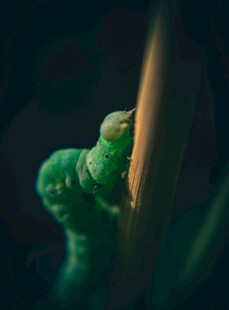 绿色的虫子