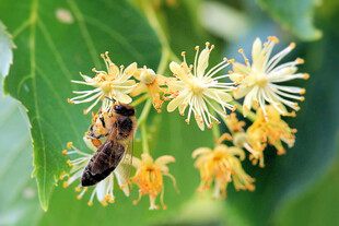 蜜蜂采蜂蜜