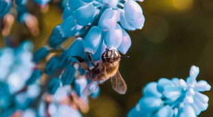 蜜蜂授粉花