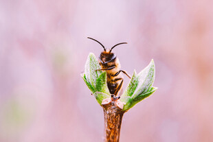 蜜蜂