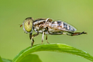 昆虫