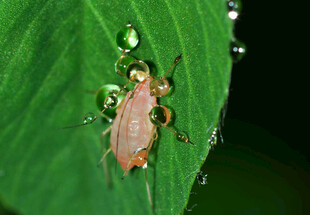 蚜虫