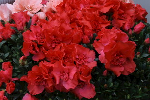 杜鹃花 