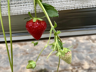 草莓栽培