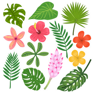 热带花卉和叶子