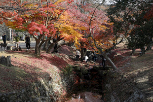 奈良公园秋景