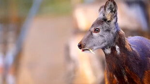 克什米尔麝香鹿