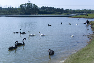 天鹅湖 