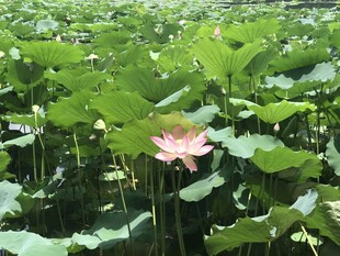 荷花 荷叶
