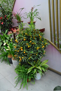 花展 