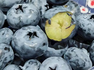 蓝莓