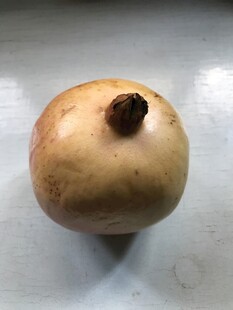 石榴