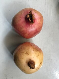 石榴