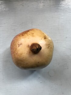 石榴