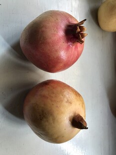 石榴