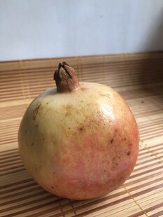 石榴