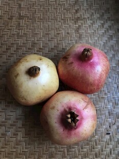 石榴