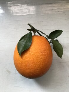橙子 脐橙