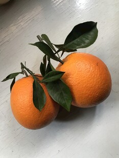 橙子 脐橙