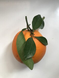 橙子 脐橙