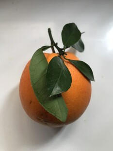 橙子 脐橙