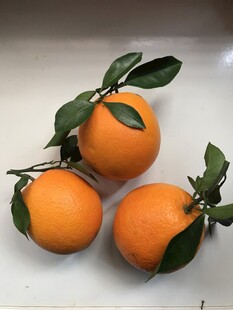 橙子 脐橙