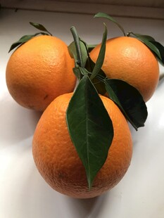 橙子 脐橙