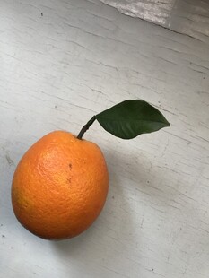 橙子 脐橙