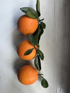 橙子 脐橙