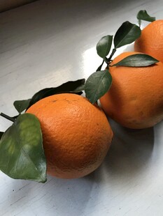 橙子 脐橙