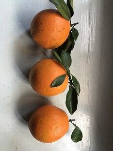 橙子 脐橙 
