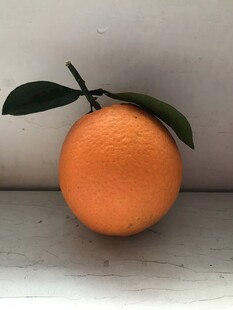 橙子 脐橙 