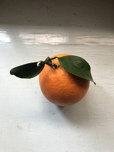 橙子 脐橙 
