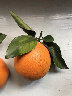 橙子 脐橙 