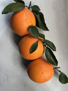 橙子 脐橙 