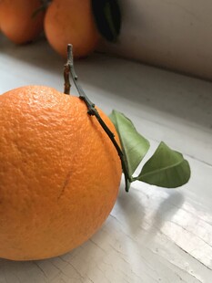 橙子 脐橙 