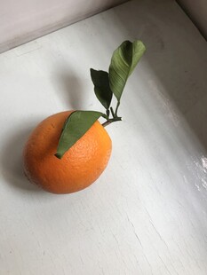 橙子 脐橙 