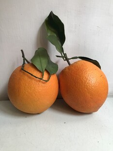橙子 脐橙 
