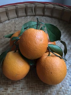 橙子 脐橙 