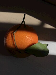 橙子 脐橙 