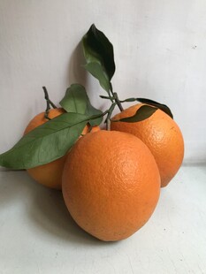 橙子 脐橙 