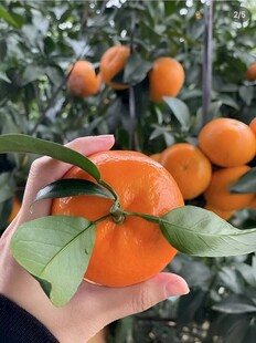 柑橘