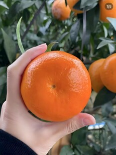 柑橘