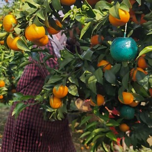 柑橘栽培