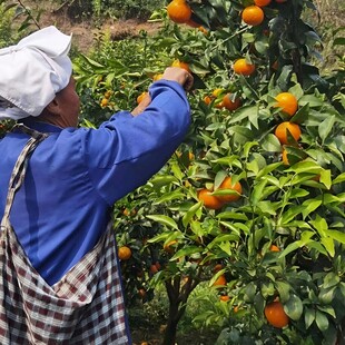 柑橘栽培